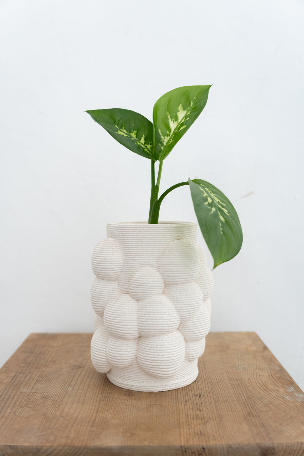 Vaso Bolle 01